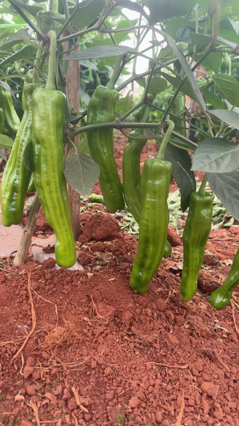 (时价）芜湖椒苏椒薄皮泡椒基地直发大量供应