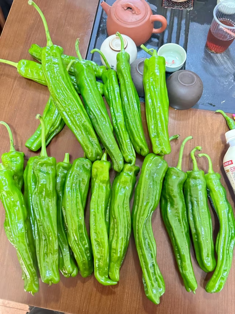 (时价）芜湖椒苏椒薄皮泡椒基地直发大量供应