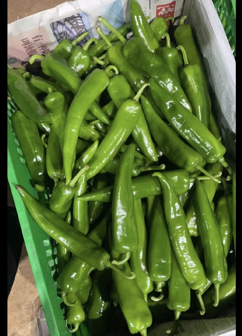 (时价）广东徐闻鲜辣椒青皮尖椒新鲜辣椒薄皮中皮辣椒