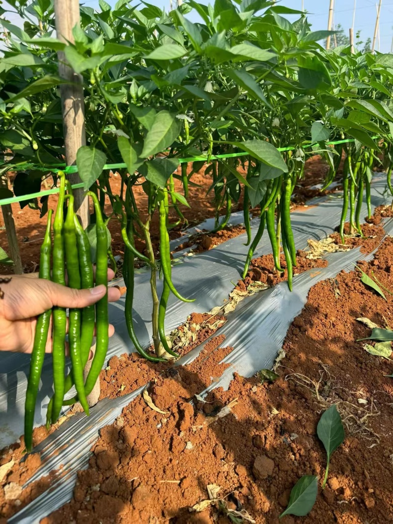 (时价）广东湛江徐闻8号3号线椒二荆条薄皮中皮辣椒产地