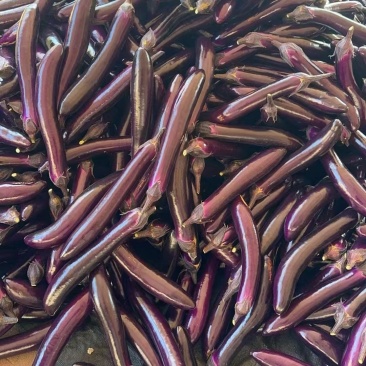 (时价)精品紫长茄、烧烤茄,基地直发,量大价优,物美价廉