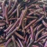 (时价)精品紫长茄、烧烤茄,基地直发,量大价优,物美价廉