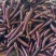 (时价)精品紫长茄、烧烤茄,基地直发,量大价优,物美价廉