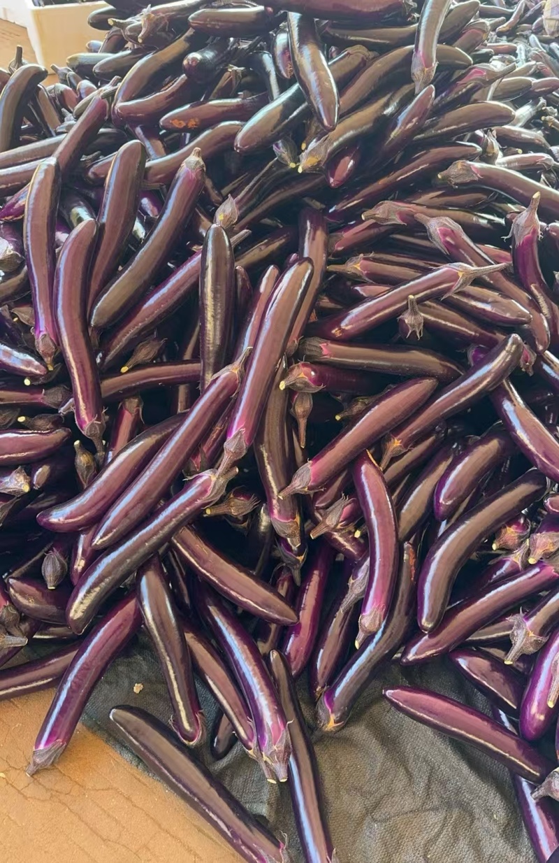 (时价）精品紫长茄、烧烤茄，基地直发，量大价优，物美价廉