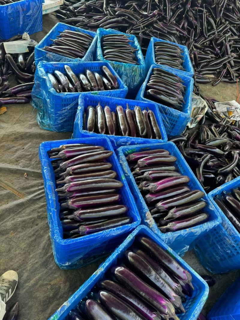 (时价）精品紫长茄、烧烤茄，基地直发，量大价优，物美价廉