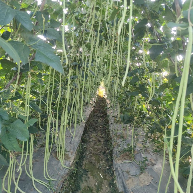 冀豇山6号豇豆种子长豇豆种籽早熟高产耐热农家春秋季长豆角