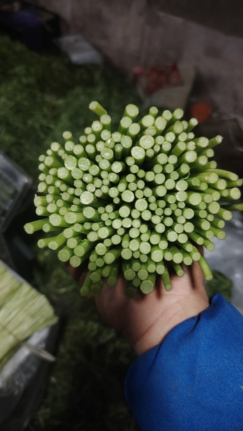 黎蒿