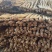 陇西党参/无硫干货/道地滋补煲汤食材