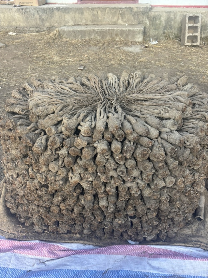 品质保证全国供应当归24小时在线下单直邮