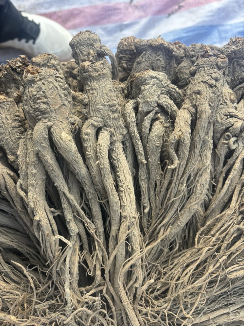 品质保证全国供应当归24小时在线下单直邮