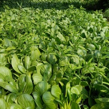 新鲜小油菜