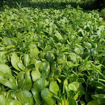 新鲜小油菜