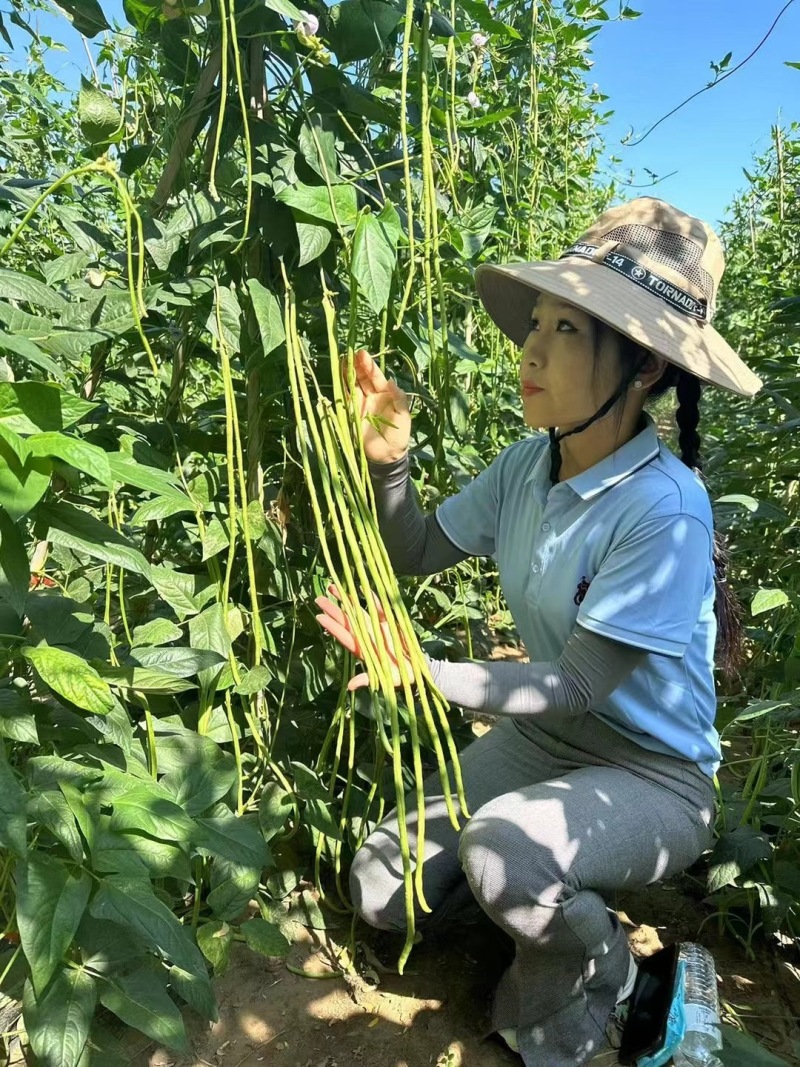 冀豇山4号豇豆种子早熟翠绿长豆角种籽高产抗病耐热耐湿春秋