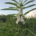 中禧郑芝HL04白芝麻种子高产高油高抗不倒伏芝麻种籽基地