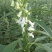 中禧郑芝HL04白芝麻种子高产高油高抗不倒伏芝麻种籽基地