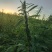 中禧郑芝HL04白芝麻种子高产高油高抗不倒伏芝麻种籽基地