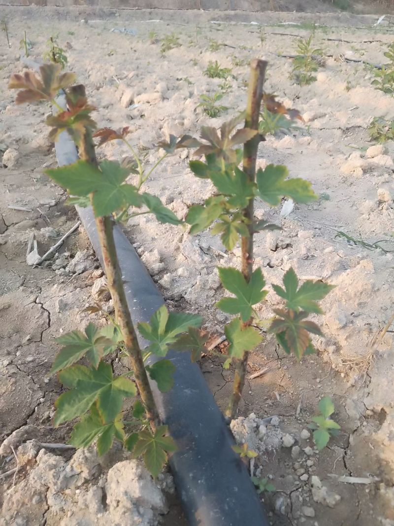 药食同源七叶覆盆子苗