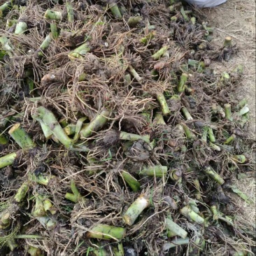 3万亩荔浦芋头种子基地