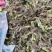 3万亩大基地大量供应荔浦芋头种子