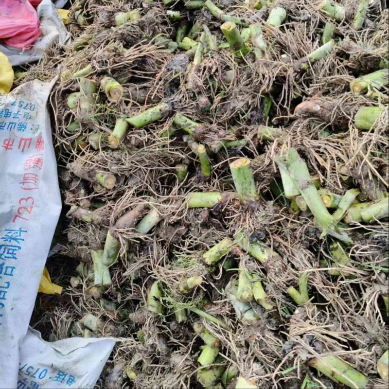 3万亩大基地大量供应荔浦芋头种子