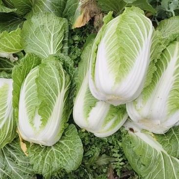 大白菜