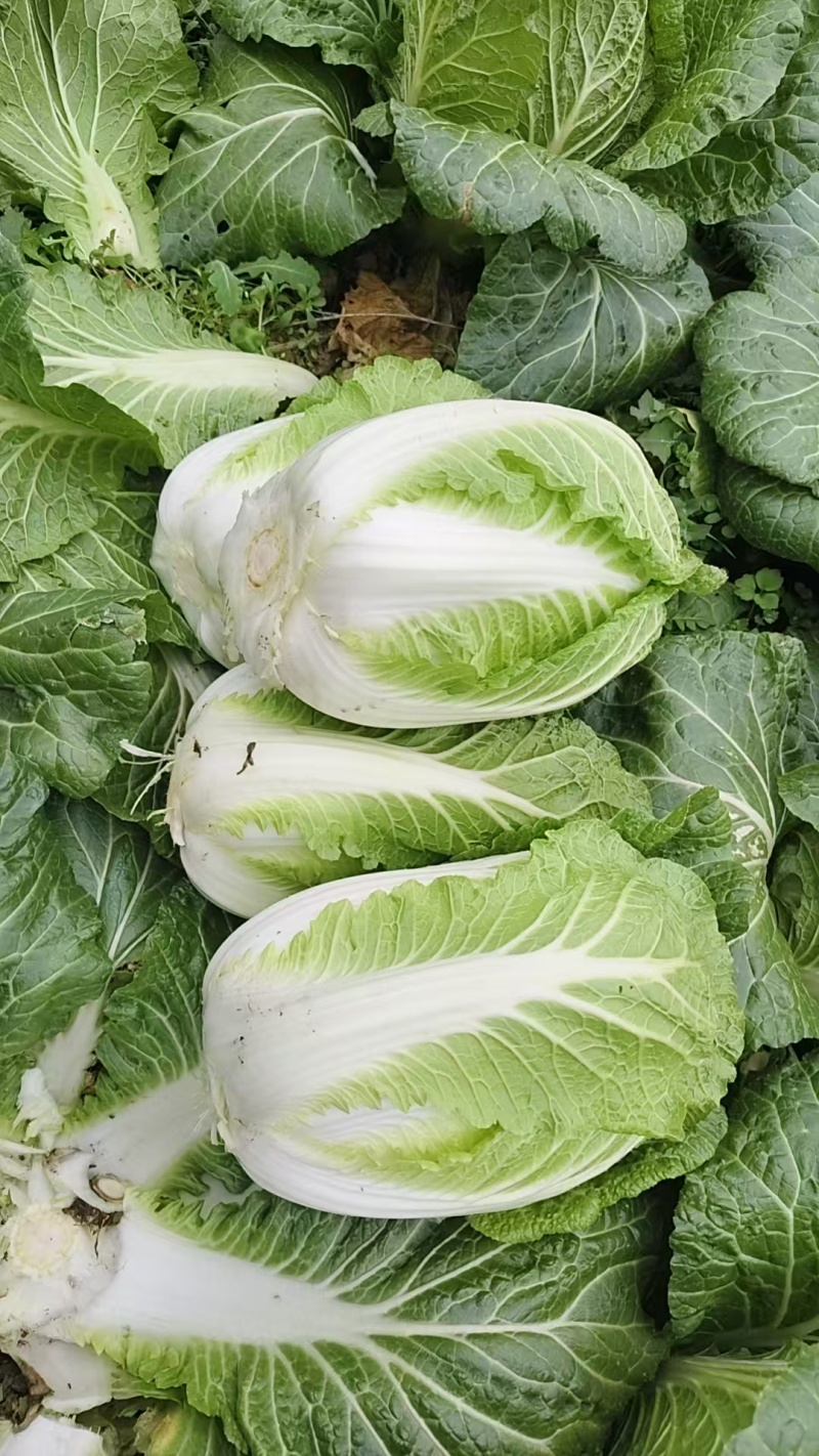 大白菜