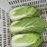 大白菜
