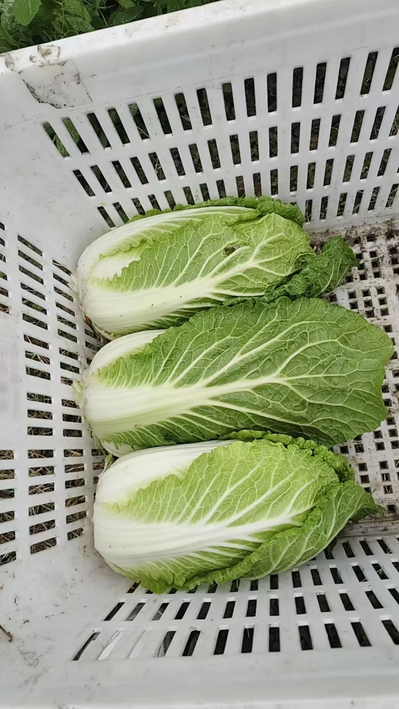 大白菜