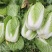 大白菜