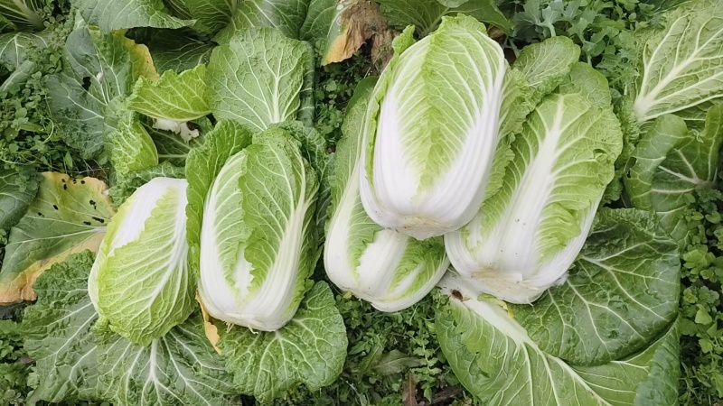 大白菜
