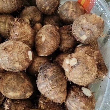 德阳市区精品毛芋