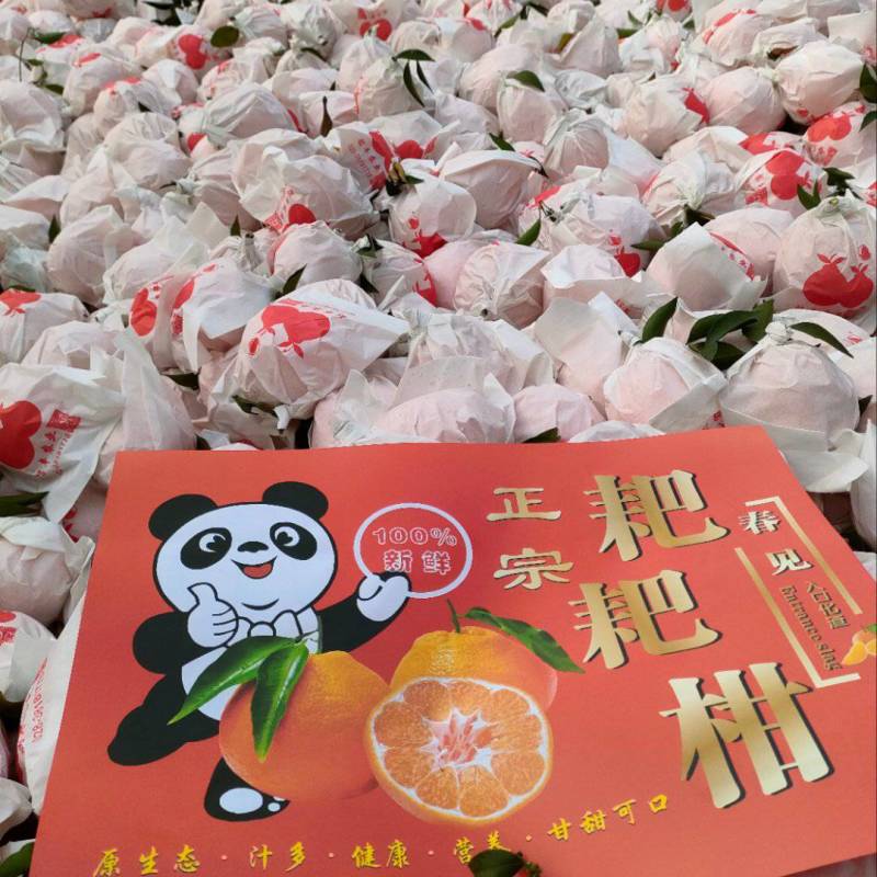 耙耙柑口感好大量出售中