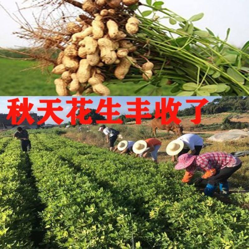 花生油浓香农家自榨花生油5斤食用油植物油炒菜用油山东特产