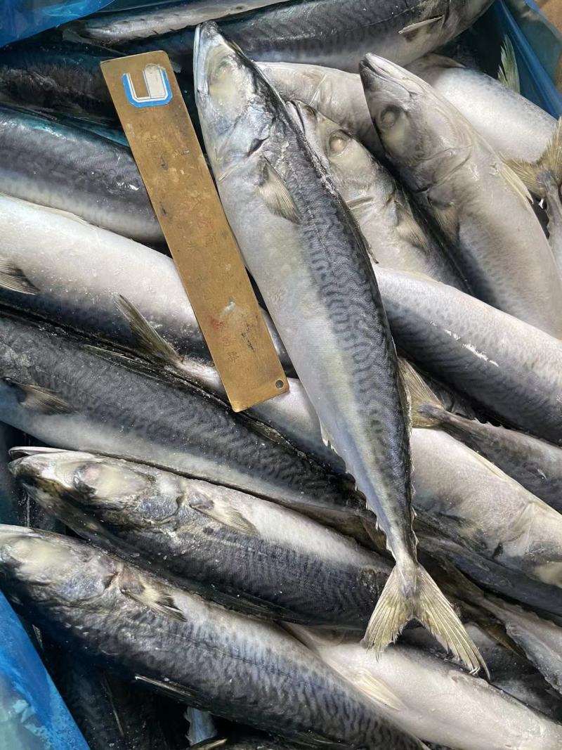 青占鱼鲐鲅鱼200-300g每条无冰衣