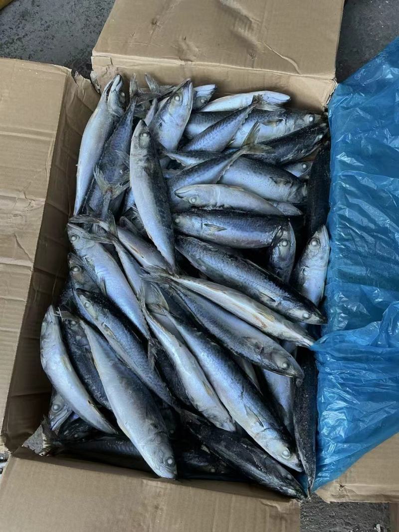 青占鱼鲐鲅鱼200-300g每条无冰衣