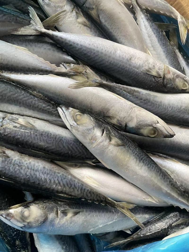 青占鱼鲐鲅鱼200-300g每条无冰衣