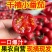 〈一件代发〉攀枝花露天千禧贝贝小番茄水果番茄对接各平台