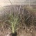 紫叶狼尾草