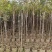 黄花风铃木1.5-2米高低价处理需要联系自家货源
