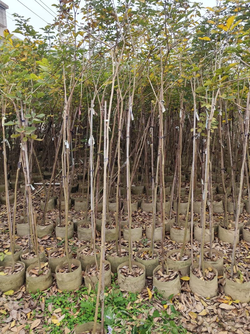 黄花风铃木1.5-2米高低价处理需要联系自家货源