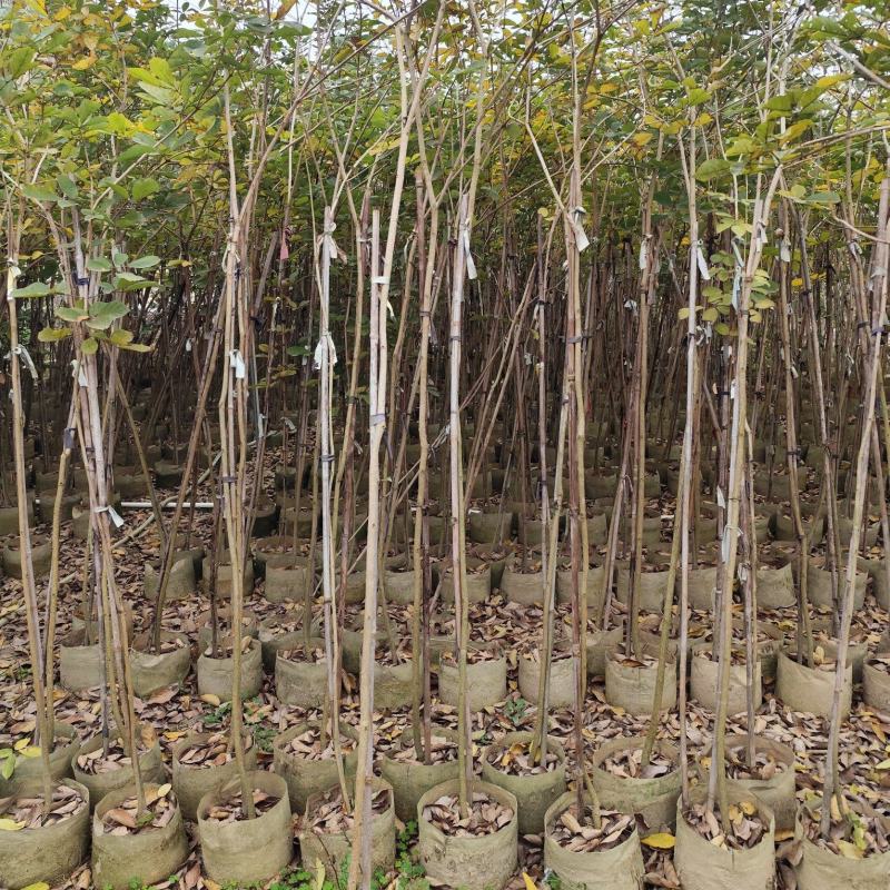 黄花风铃木1.5-2米高低价处理需要联系自家货源