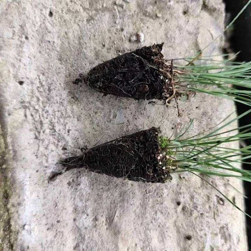 粉黛乱子草穴盘苗