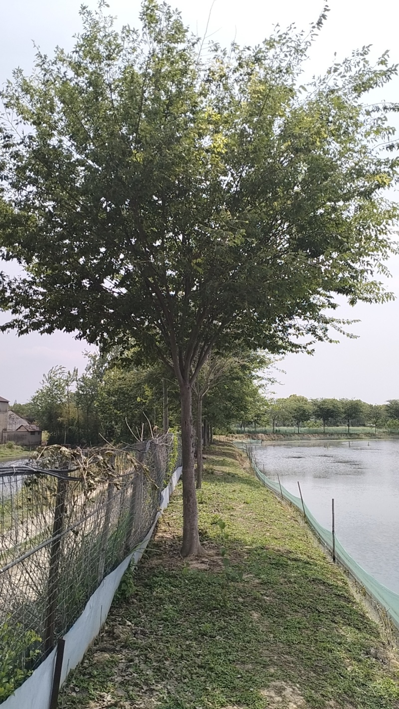 精品榉树18-20公分