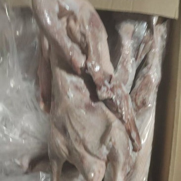 两光鹅