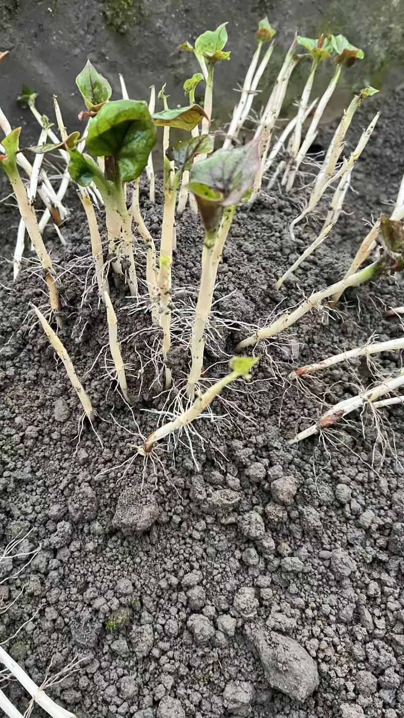 自己家现挖现卖折耳根嫩芽