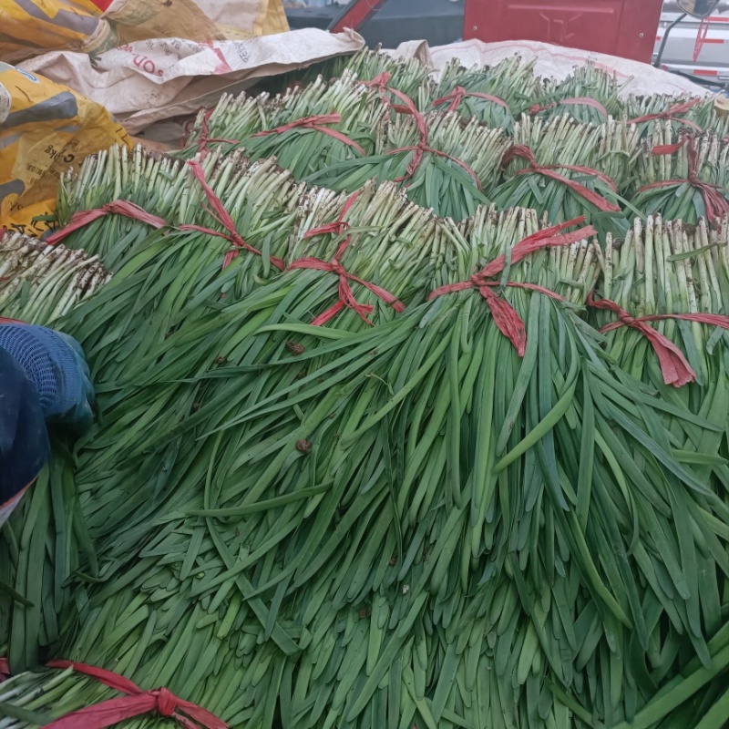 甘肃韮菜