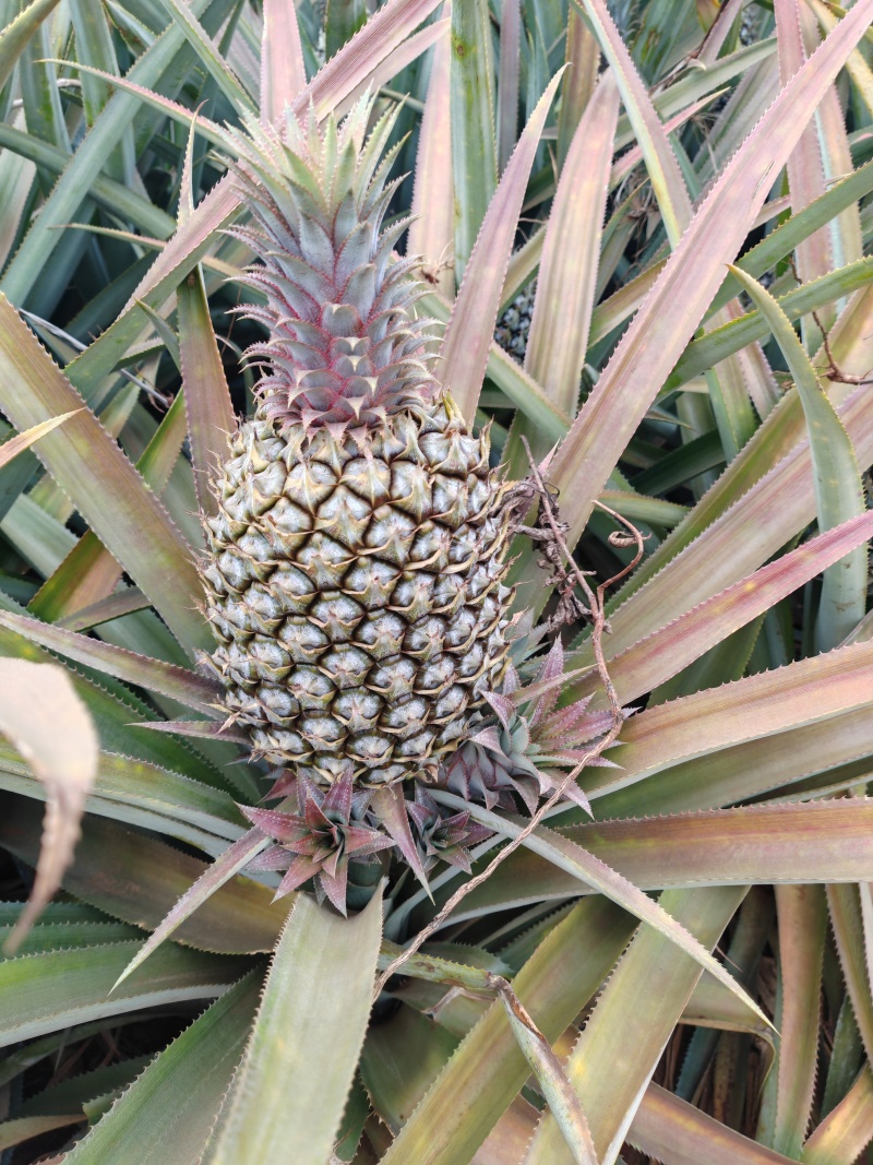 产地大菠萝