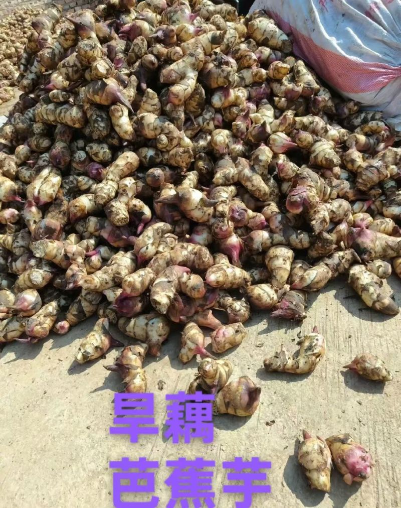 芭蕉芋旱藕高淀粉