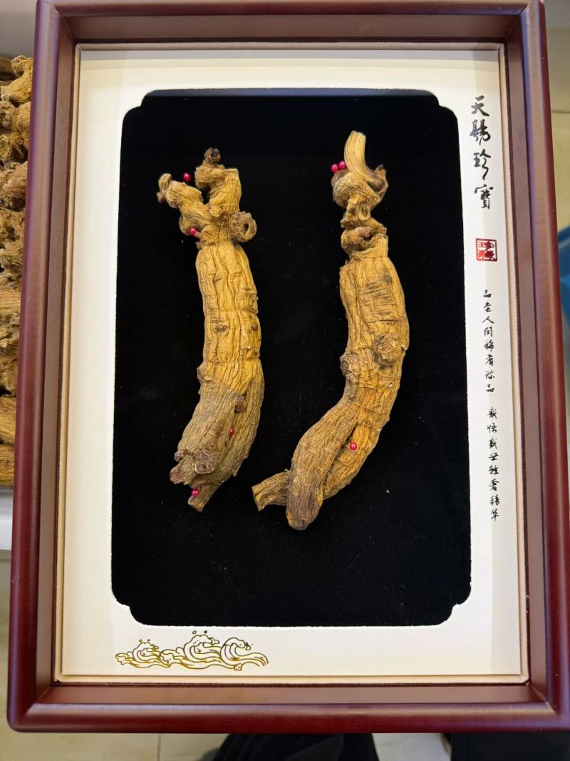 精品大枝条林下红
