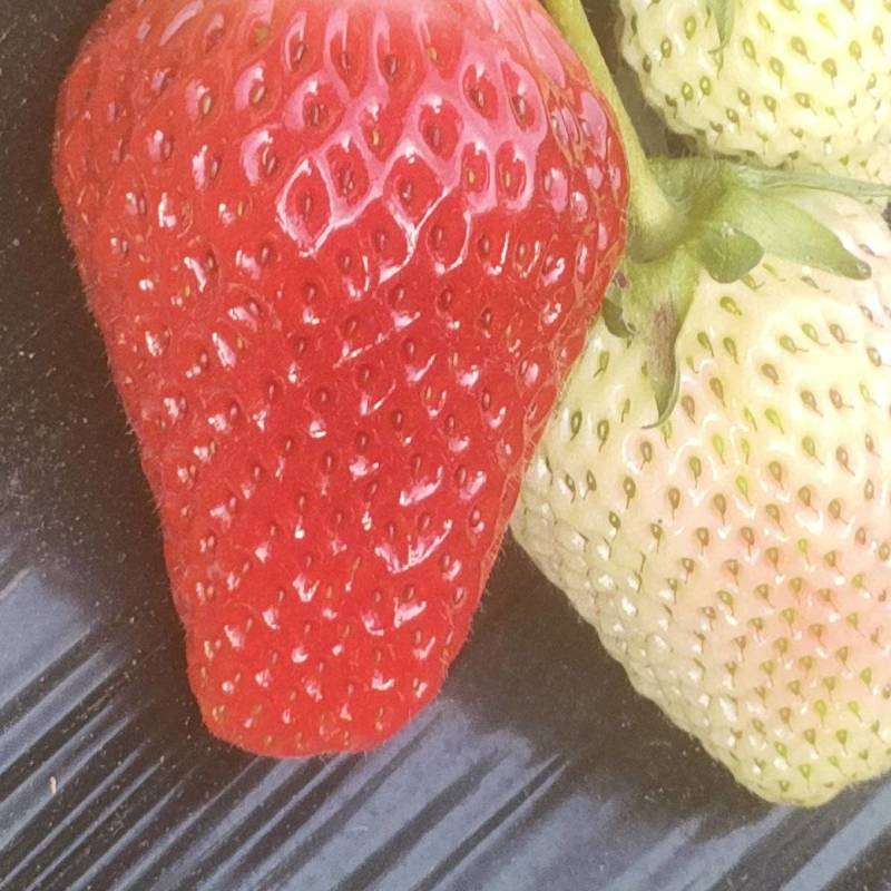 养殖种植一级二级菜籽饼，棉籽饼，豆饼发酵大豆等还有草莓…